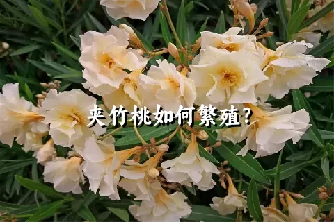 夹竹桃如何繁殖？