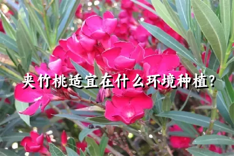 夹竹桃适宜在什么环境种植？