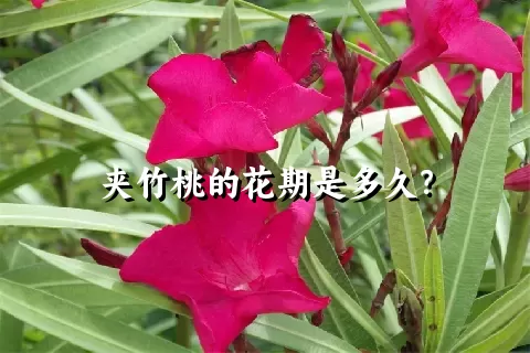 夹竹桃的花期是多久？