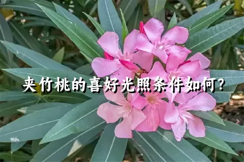 夹竹桃的喜好光照条件如何？