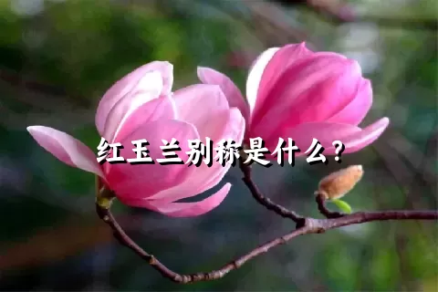 红玉兰别称是什么？