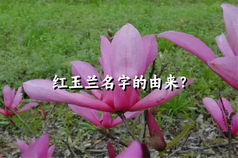 红玉兰名字的由来？