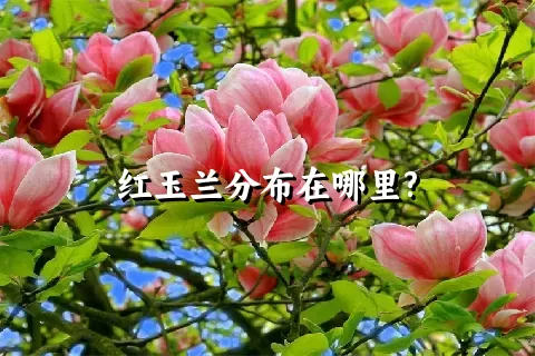 红玉兰分布在哪里?