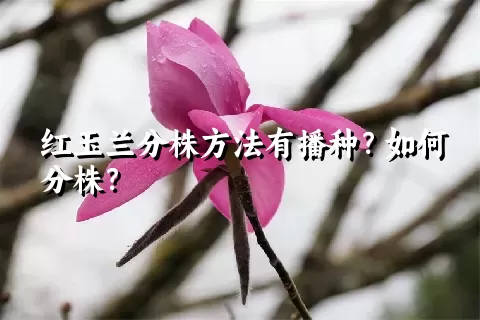 红玉兰分株方法有播种？如何分株？