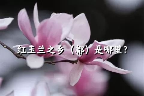 红玉兰之乡（都）是哪里？