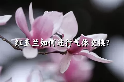 红玉兰如何进行气体交换？