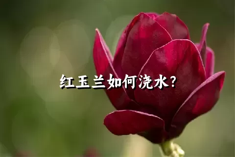 红玉兰如何浇水？