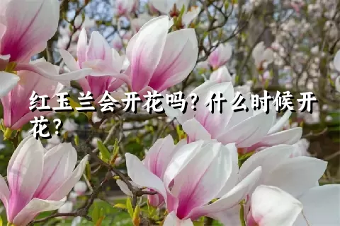 红玉兰会开花吗？什么时候开花？