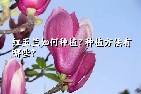 红玉兰如何种植？种植方法有哪些？