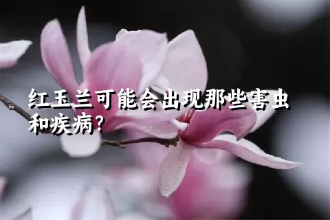 红玉兰可能会出现那些害虫和疾病？