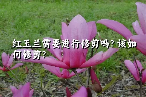 红玉兰需要进行修剪吗？该如何修剪？