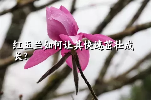 红玉兰如何让其快速茁壮成长？