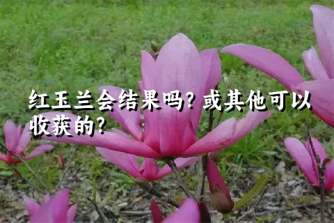 红玉兰会结果吗？或其他可以收获的？