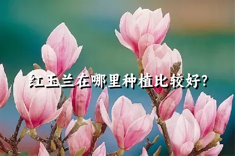 红玉兰在哪里种植比较好？