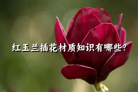 红玉兰插花材质知识有哪些？