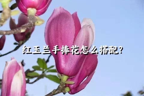 红玉兰手捧花怎么搭配？