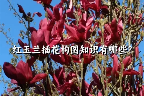 红玉兰插花构图知识有哪些？