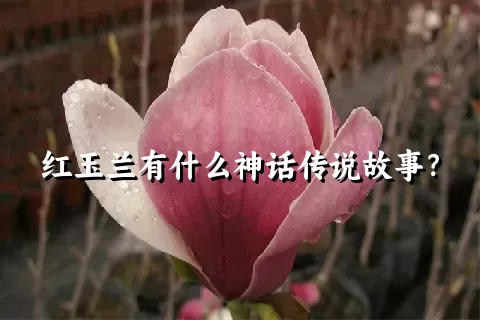 红玉兰有什么神话传说故事？