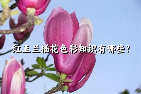 红玉兰插花色彩知识有哪些？