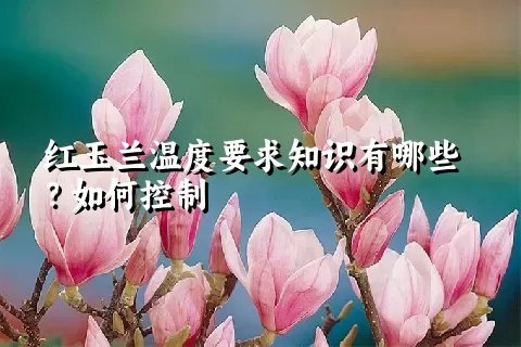 红玉兰温度要求知识有哪些？如何控制