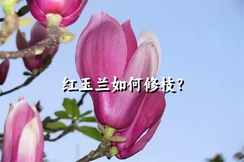 红玉兰如何修枝？