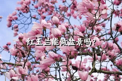 红玉兰能做盆景吗？