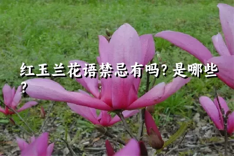 红玉兰花语禁忌有吗？是哪些？