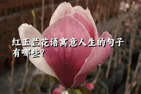 红玉兰花语寓意人生的句子有哪些？