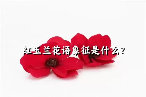 红玉兰花语象征是什么？