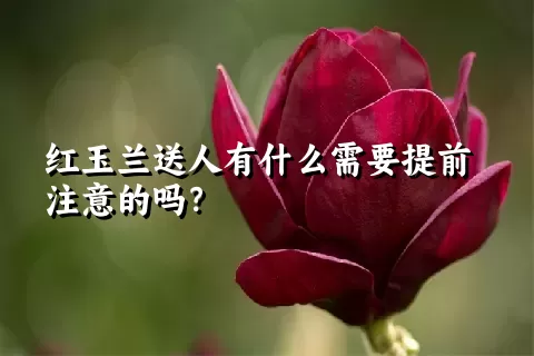 红玉兰送人有什么需要提前注意的吗？