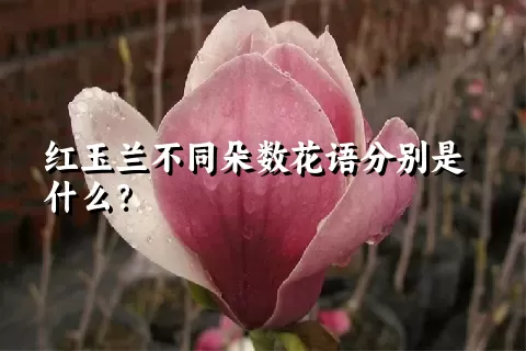 红玉兰不同朵数花语分别是什么？