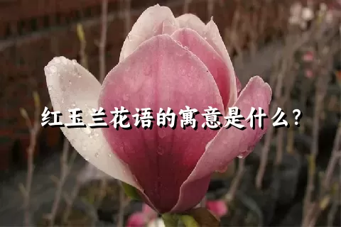 红玉兰花语的寓意是什么？