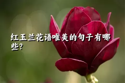 红玉兰花语唯美的句子有哪些？