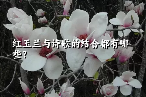 红玉兰与诗歌的结合都有哪些？