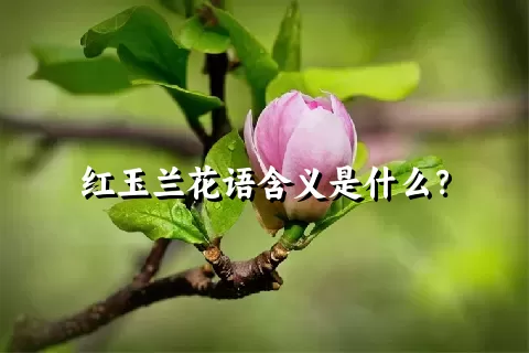 红玉兰花语含义是什么？