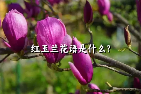 红玉兰花语是什么？