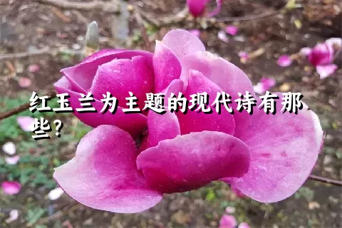 红玉兰为主题的现代诗有那些？