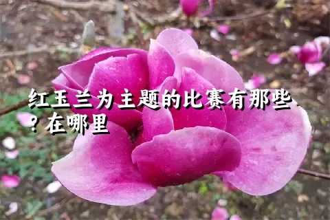 红玉兰为主题的比赛有那些？在哪里