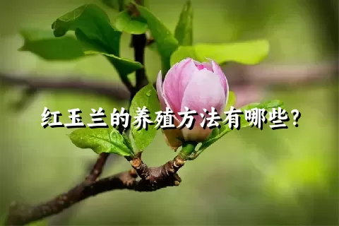 红玉兰的养殖方法有哪些？