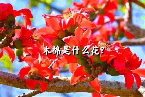 木棉是什么花？