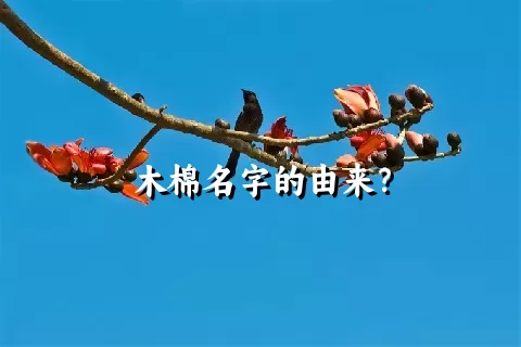 木棉名字的由来？