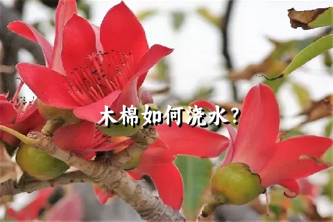 木棉如何浇水？