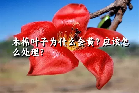 木棉叶子为什么会黄？应该怎么处理？