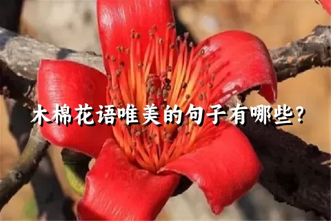 木棉花语唯美的句子有哪些？