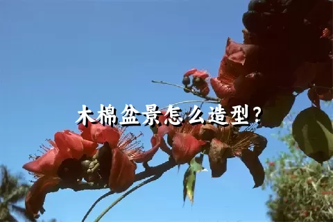 木棉盆景怎么造型？