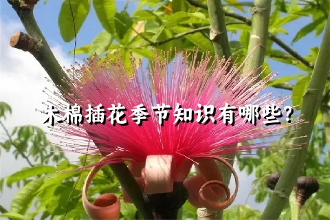 木棉插花季节知识有哪些？