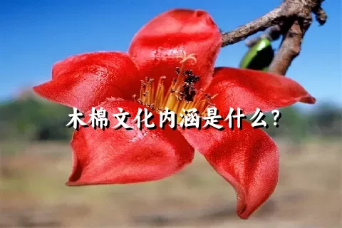 木棉文化内涵是什么？