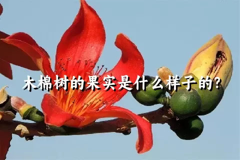 木棉树的果实是什么样子的？