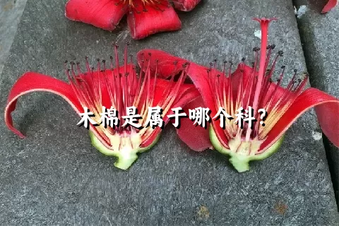 木棉是属于哪个科？