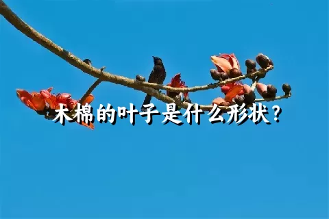 木棉的叶子是什么形状？